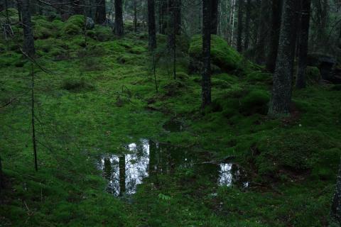 Oblast Ostmarka, kde by měl vzniknout nový národní park. Hlavním nositelem myšlenky nového národního parku je sdružení Ostmarkas Venner Oblast Ostmarka, kde by měl vzniknout nový národní park. Hlavním nositelem myšlenky nového národního parku je sdružení Ostmarkas Venner